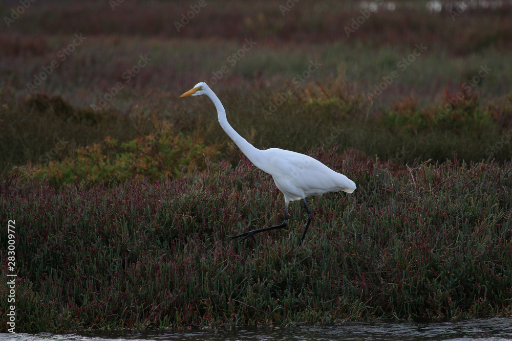 White heron / great egret in Australasia