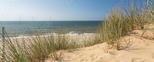 Panorama shot of beach grass in dune landscape with beach and ocean in the background