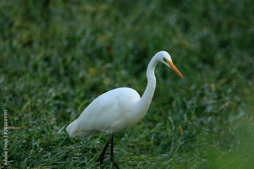 White heron / great egret in Australasia White heron / great egret in Australasia