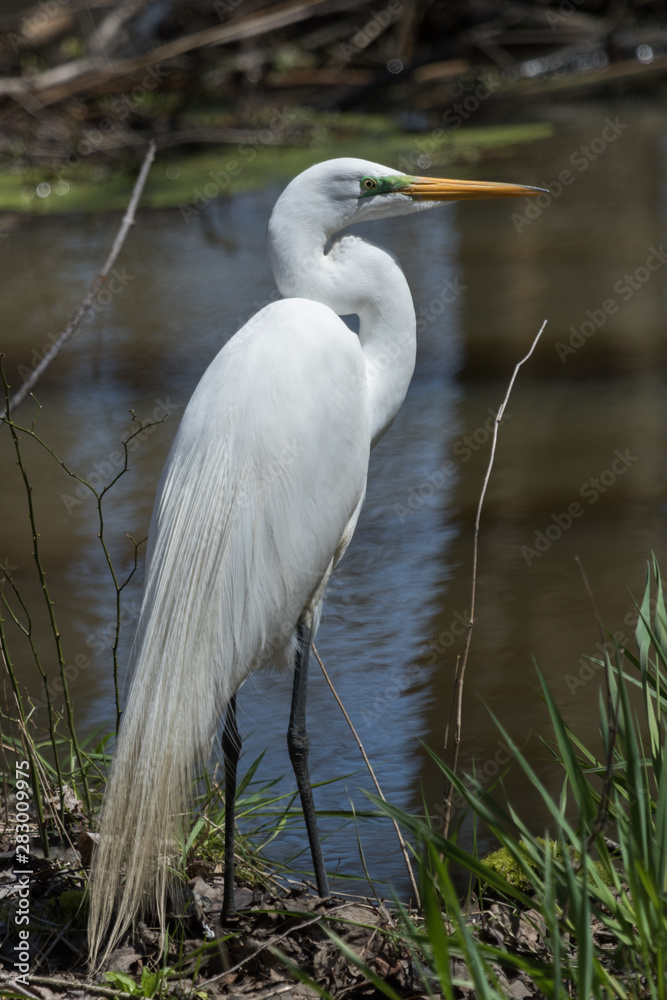 Fototapeta premium White heron / great egret in Australasia