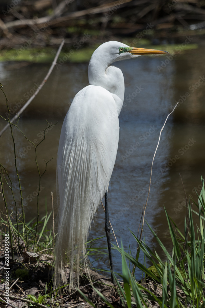 White heron / great egret in Australasia White heron / great egret in Australasia