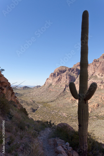 Ajo Range Saguaro Organ Pipe Cactus NM Arizona USA