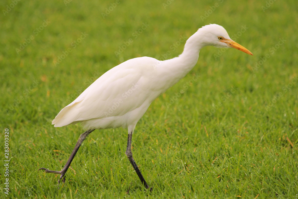 Obraz premium Cattle Egret in Australasia
