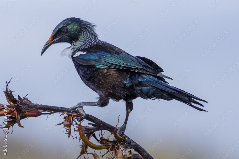Fototapeta premium Tui New Zealand Endemic Honeyeater
