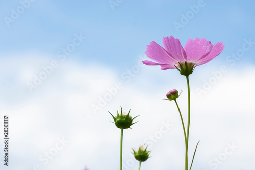 Starburst flowers against blue sky