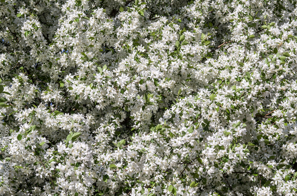Apple trees bloom luxuriously in spring, many white flowers abundantly cover the crown of the trees, close up. Apple trees bloom luxuriously in spring, many white flowers abundantly cover the crown of the trees, close up.