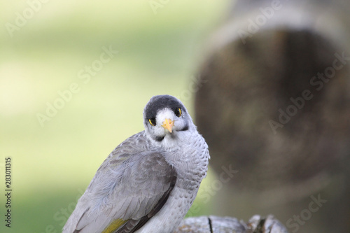 Noisy Miner in Australia © Imogen