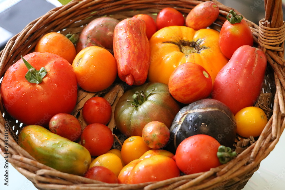 basket with fresh tomatoes basket with fresh tomatoes