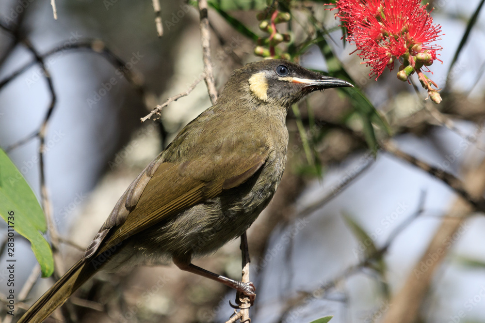 Lewin's Honeyeater in Australia Lewin's Honeyeater in Australia