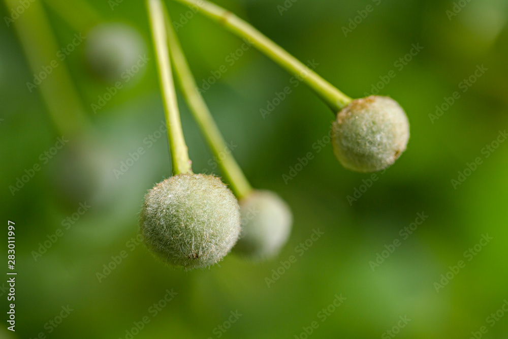 Round tree seeds closeup, small depth of field. Blurred background. Round tree seeds closeup, small depth of field. Blurred background.
