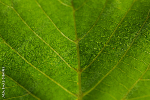 Bright green leaf closeup. Texture, direction.