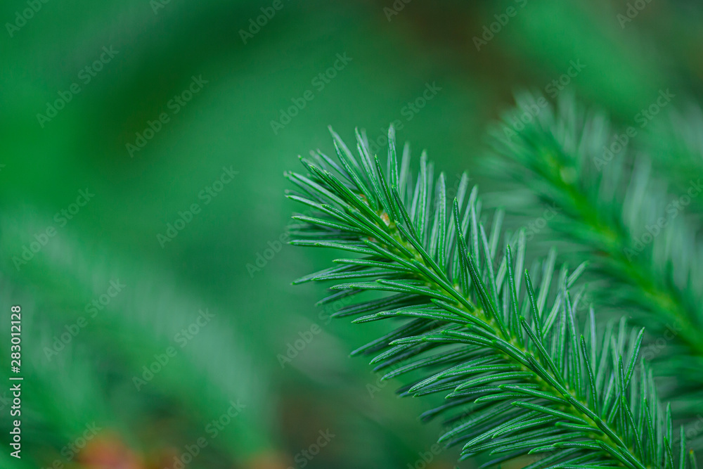 The young shoots ate in the northern forest. Shallow depth of field, fresh saturated green color. The young shoots ate in the northern forest. Shallow depth of field, fresh saturated green color.