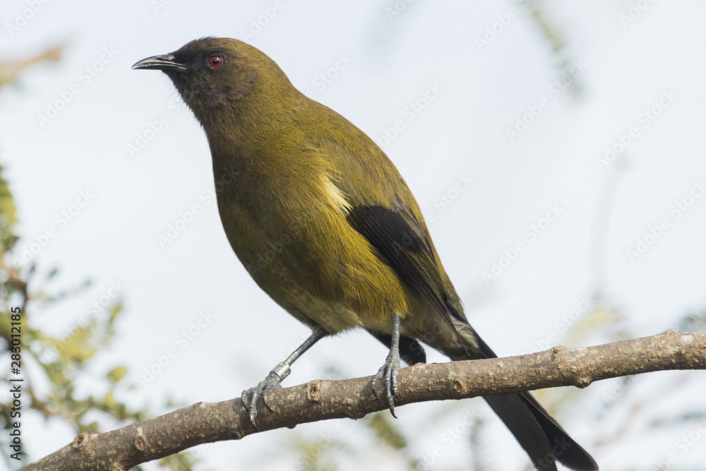 Fototapeta premium New Zealand Bellbird