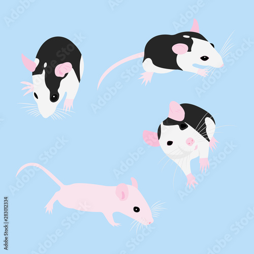 Fototapeta Naklejka Na Ścianę i Meble -  Set Pet Rat. Decorative rat. Domestic rat. cute Rat. cute Pet
