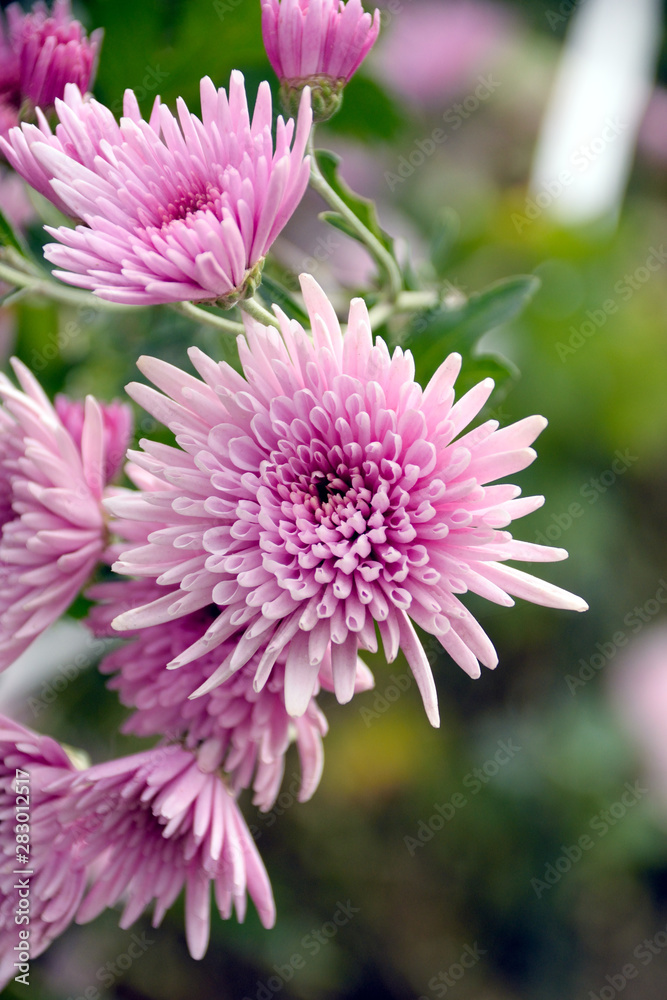 Edible chrysanthemum. It is called “Shokuyou giku” in Japan. Shokuyo-giku is a kind of chrysanthemum which is especially grown as food. Edible chrysanthemum. It is called “Shokuyou giku” in Japan. Shokuyo-giku is a kind of chrysanthemum which is especially grown as food.
