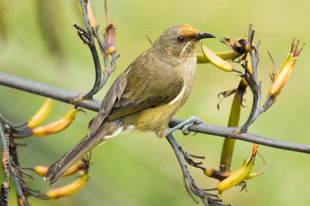 Obraz premium New Zealand Bellbird