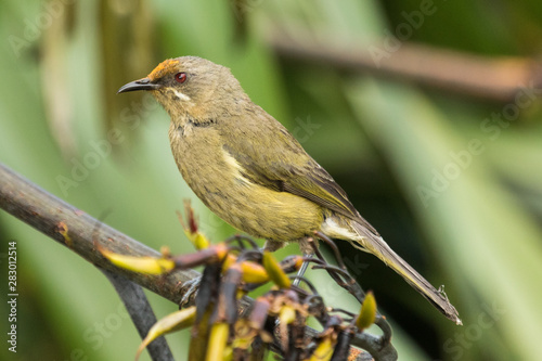 New Zealand Bellbird © Imogen