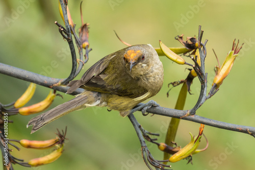 New Zealand Bellbird photo