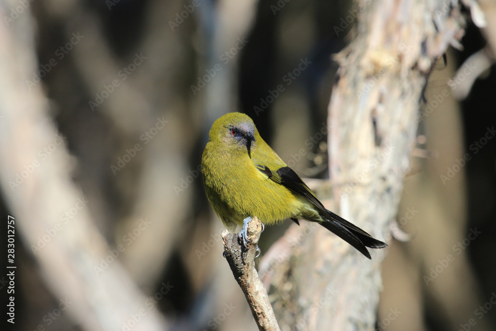 Fototapeta premium New Zealand Bellbird