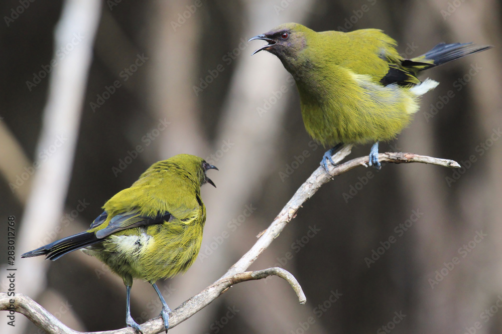 Obraz premium New Zealand Bellbird
