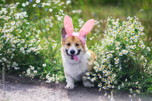 cute puppy dog red Corgi in Easter pink rabbit ears sits in a meadow surround...