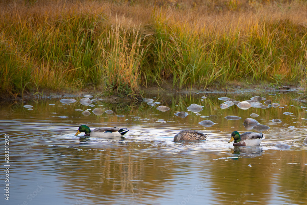 Ducks swimming in the Snake river in Grand Teton National Park Ducks swimming in the Snake river in Grand Teton National Park