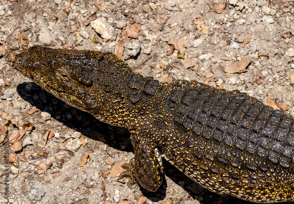 Fototapeta premium Crocodile or alligator close-up portrait