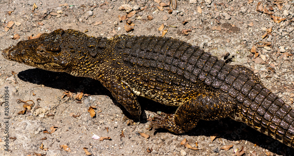 Crocodile or alligator close-up portrait Crocodile or alligator close-up portrait