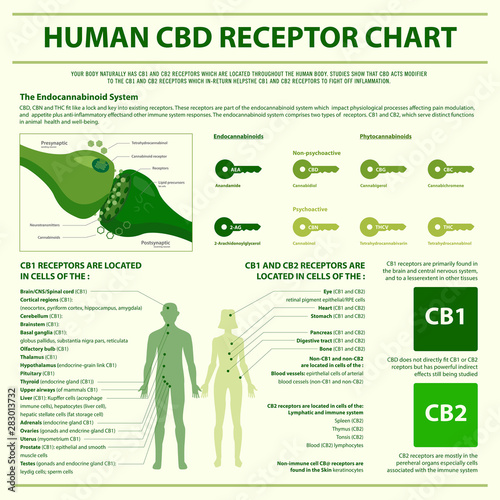 Human CBD Receptor Chart square infographic illustration about cannabis as herbal alternative medicine and chemical therapy, healthcare and medical science vector.
