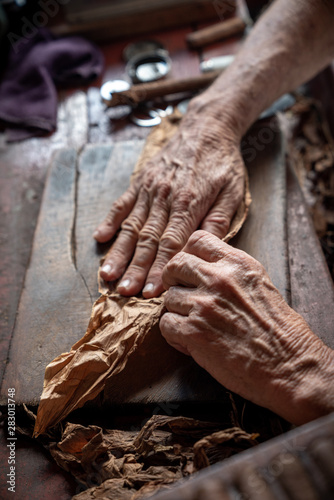 Cigar rolling or making by torcedor in cuba