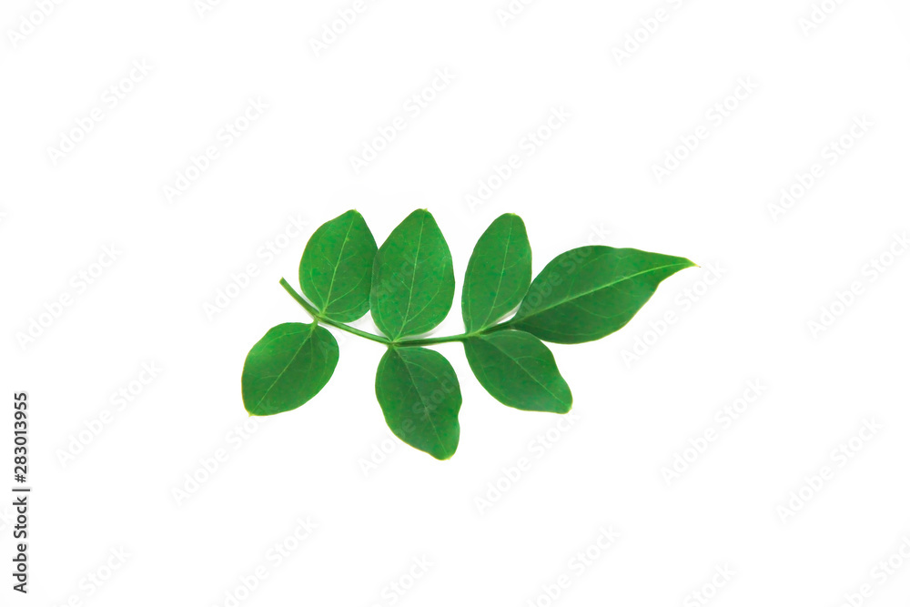 natural small green leaves of acacia on a white background natural small green leaves of acacia on a white background