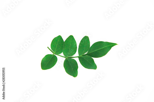 natural small green leaves of acacia on a white background