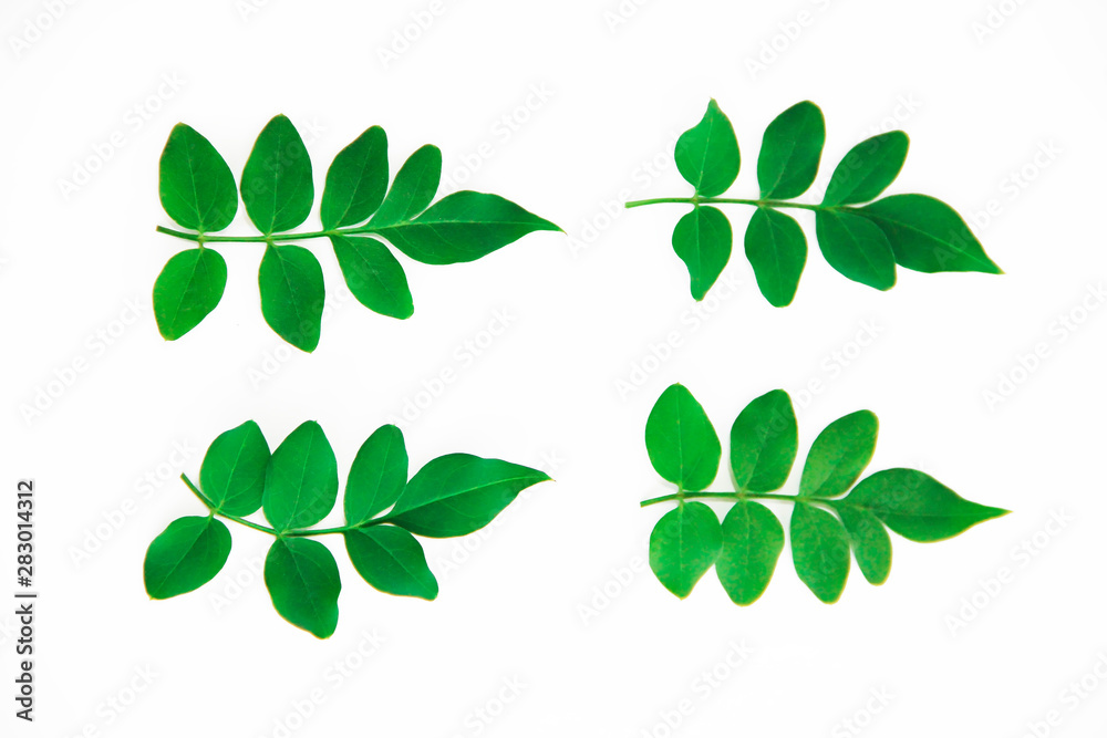 natural small green leaves of acacia on a white background natural small green leaves of acacia on a white background