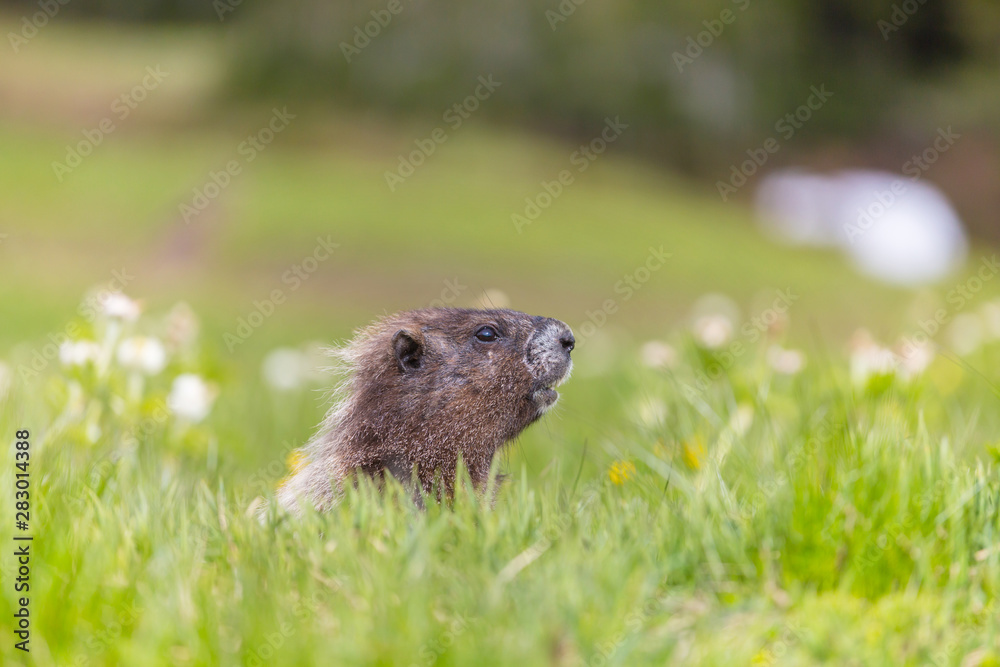 Marmot Marmot