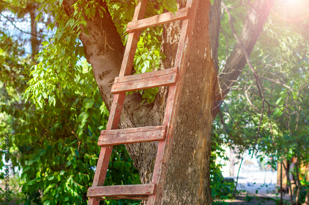 Old wooden ladder leaning against a tree in the rays of bright sunshine Old wooden ladder leaning against a tree in the rays of bright sunshine