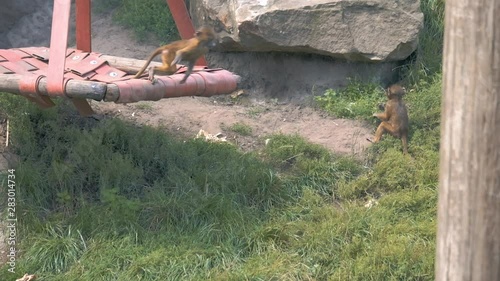 Baby Guinea Baboons play on a swing before jumping down to their mother in Slow Motion