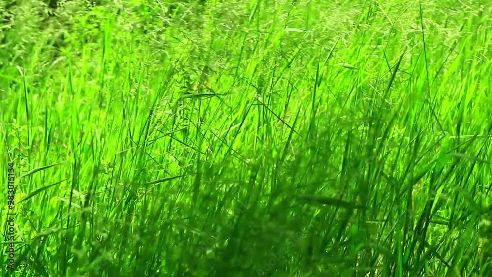 Grass in wind summer video background Grass in wind summer video background