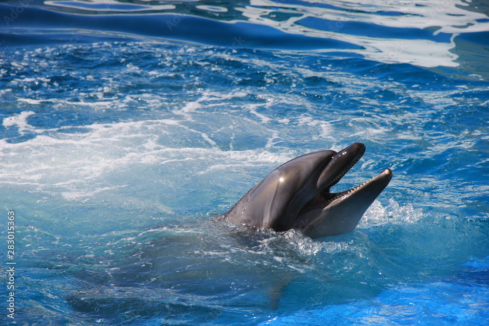 Naklejka premium 水面から顔を出して口を開けているイルカ