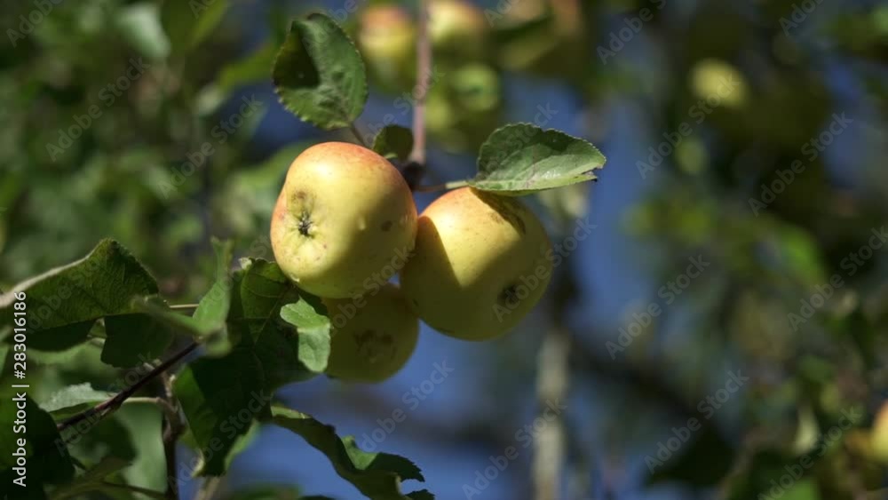 View of a trio of delicious apples ripening in a tree View of a trio of delicious apples ripening in a tree
