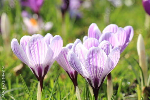 Crocuses on a field