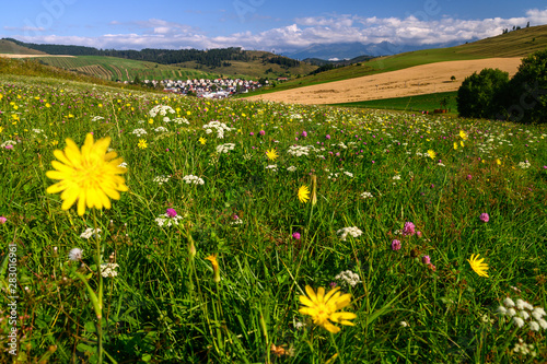 Beautiful summer meadow  colorful flowers  mountains in background