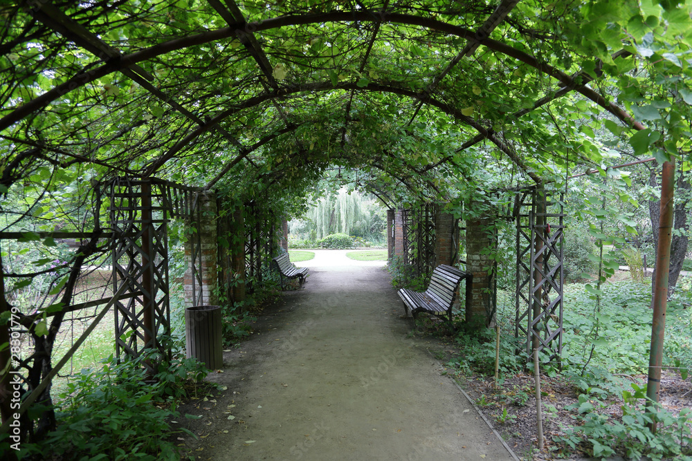 Wild grape tunnel with wooden benches for relaxing and walking in a public park