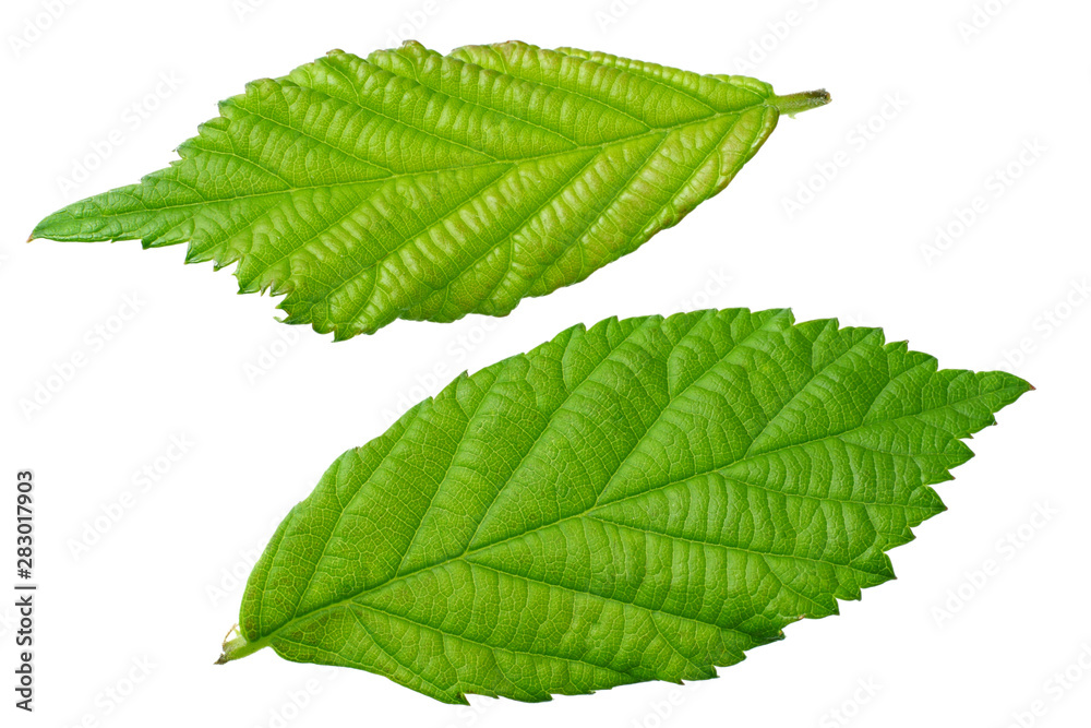 green leaf of blackberry isolated on white background. blackberry leaves. top view.