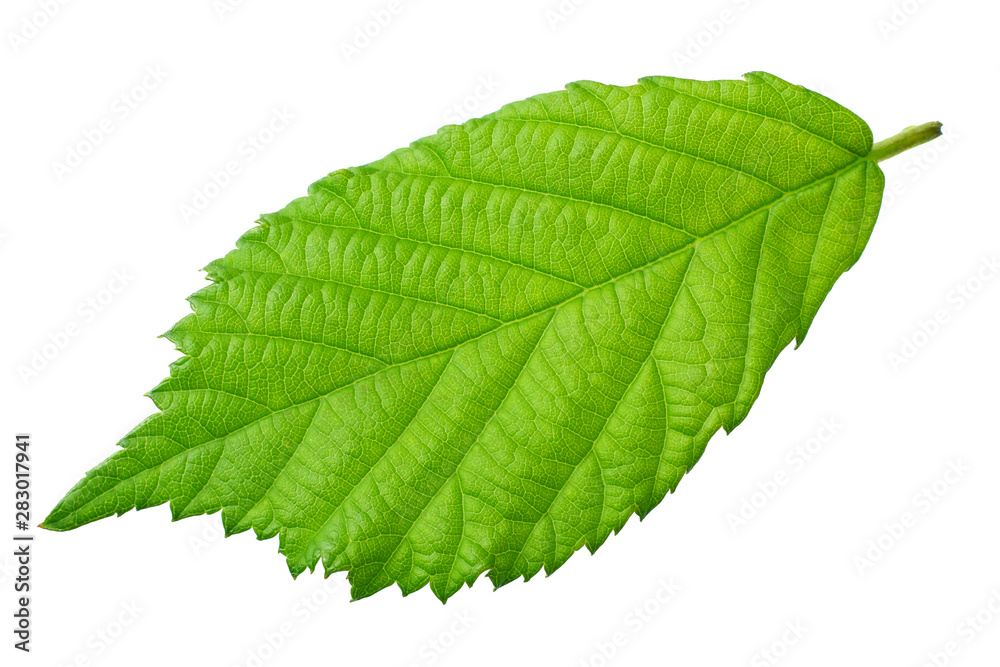one blackberry leaf isolated on white background. top view. one blackberry leaf isolated on white background. top view.