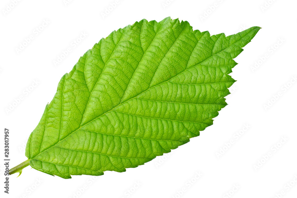 one blackberry leaf isolated on white background. top view. one blackberry leaf isolated on white background. top view.