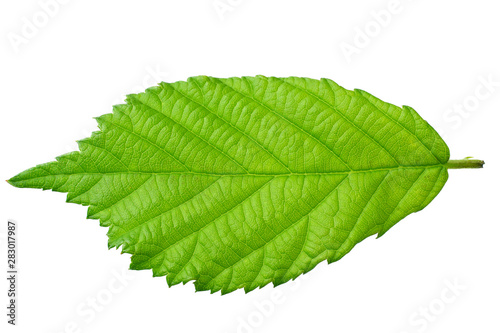 one blackberry leaf isolated on white background. top view.