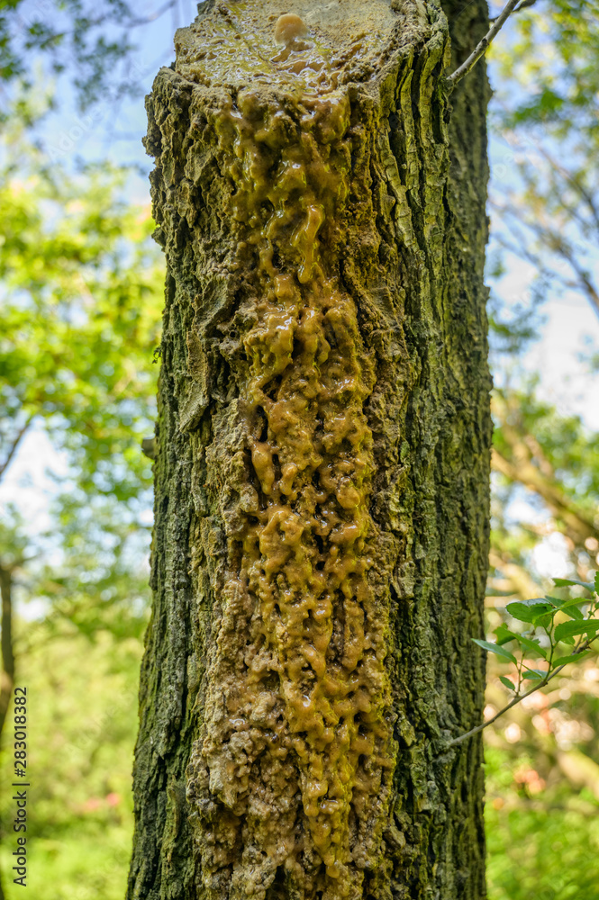 Leaking juice from a damaged tree.