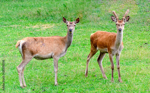 Roebuck and doe