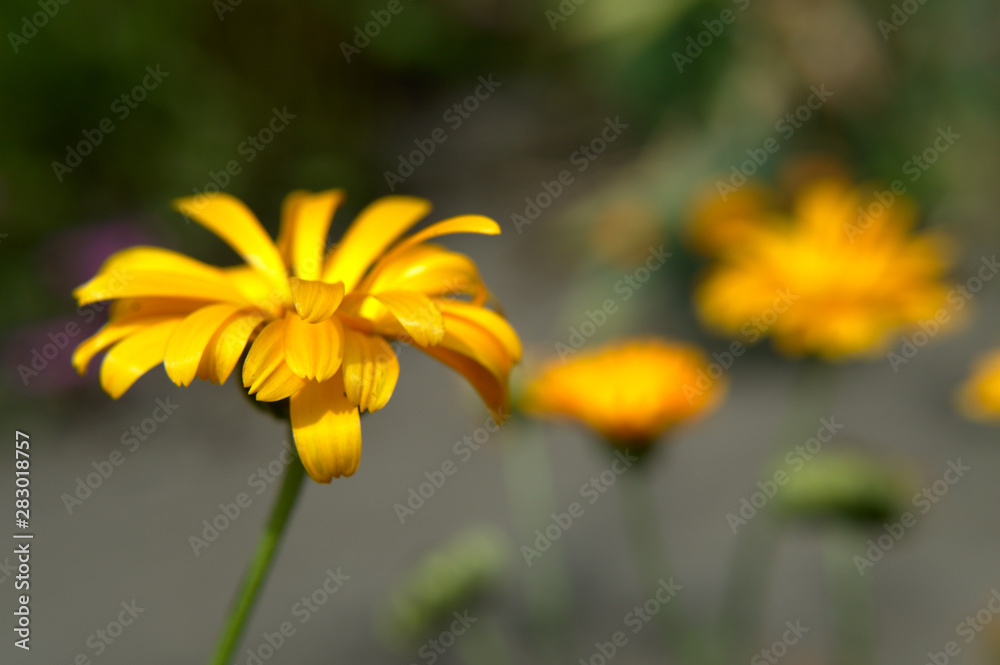 Fototapeta premium Yellow garden flower - smooth oxeye, false sunflower (Heliopsis helianthoides) close-up
