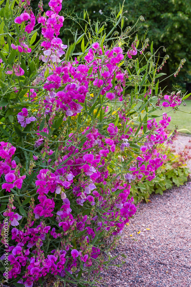 Blossom of lathyrus in the garden. Lovely sweet pea flowers on green background.